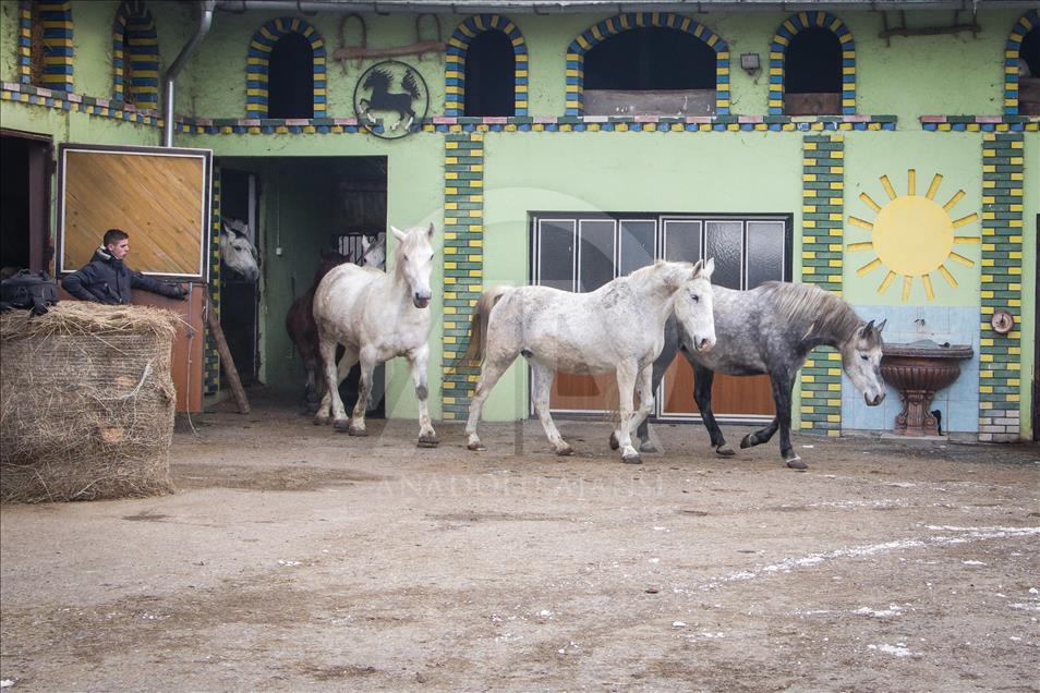 Konji sa ranča "Zelena dolina" kod Prnjavora nižu nagrade