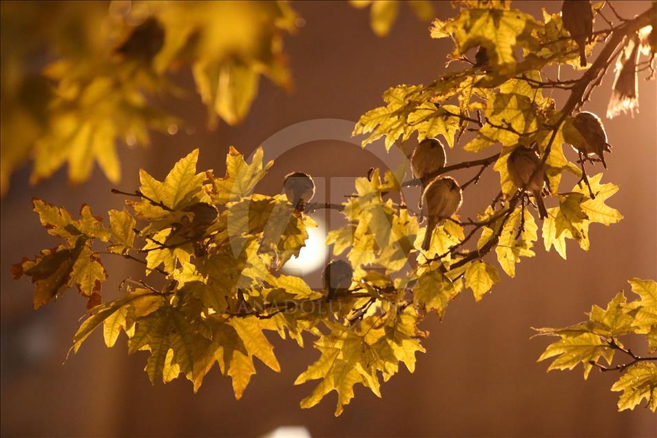 سلێمانی.. نیشتنهوهی چۆلهكه لهژێر باران و لهسهردرهخت دا.
