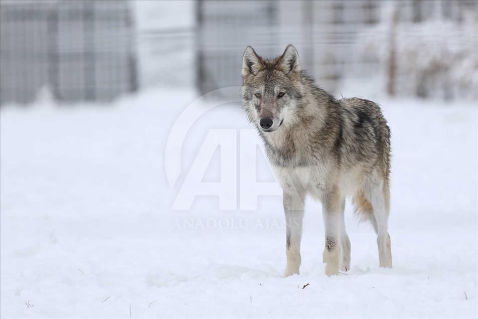 Animales de zoológico turco disfrutan de la temporada invernal