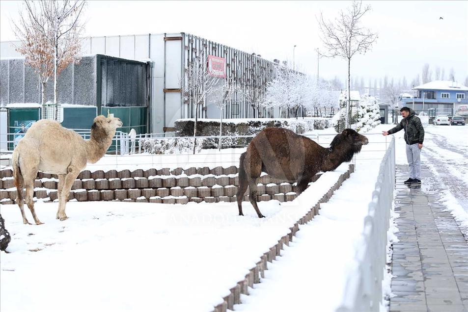 Animales de zoológico turco disfrutan de la temporada invernal