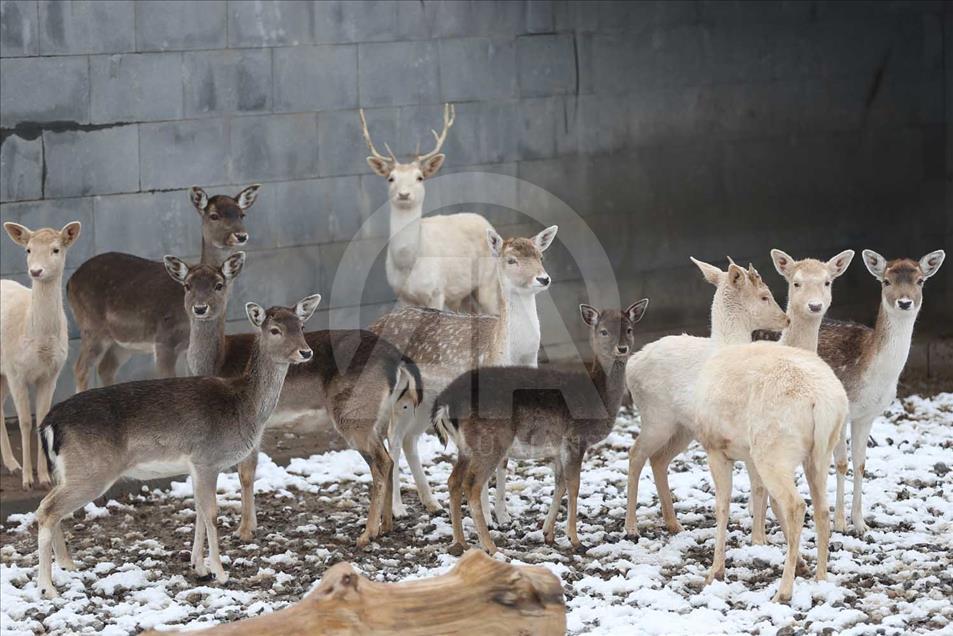 Animales de zoológico turco disfrutan de la temporada invernal 6