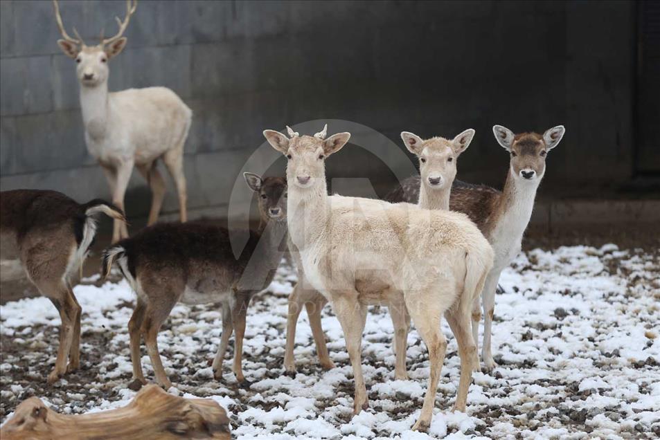 Animales de zoológico turco disfrutan de la temporada invernal