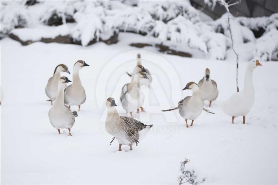 Animales de zoológico turco disfrutan de la temporada invernal