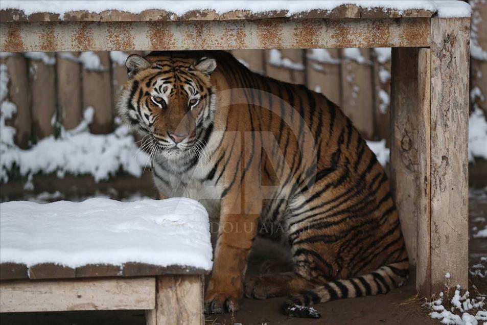 Animales de zoológico turco disfrutan de la temporada invernal