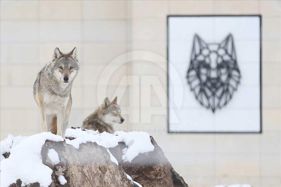 Animales de zoológico turco disfrutan de la temporada invernal