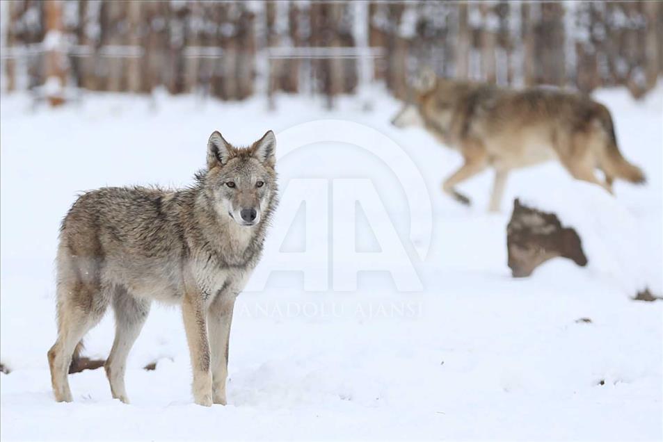 Animales de zoológico turco disfrutan de la temporada invernal