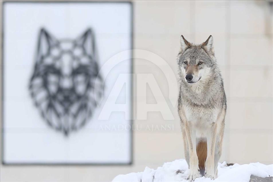 Animales de zoológico turco disfrutan de la temporada invernal