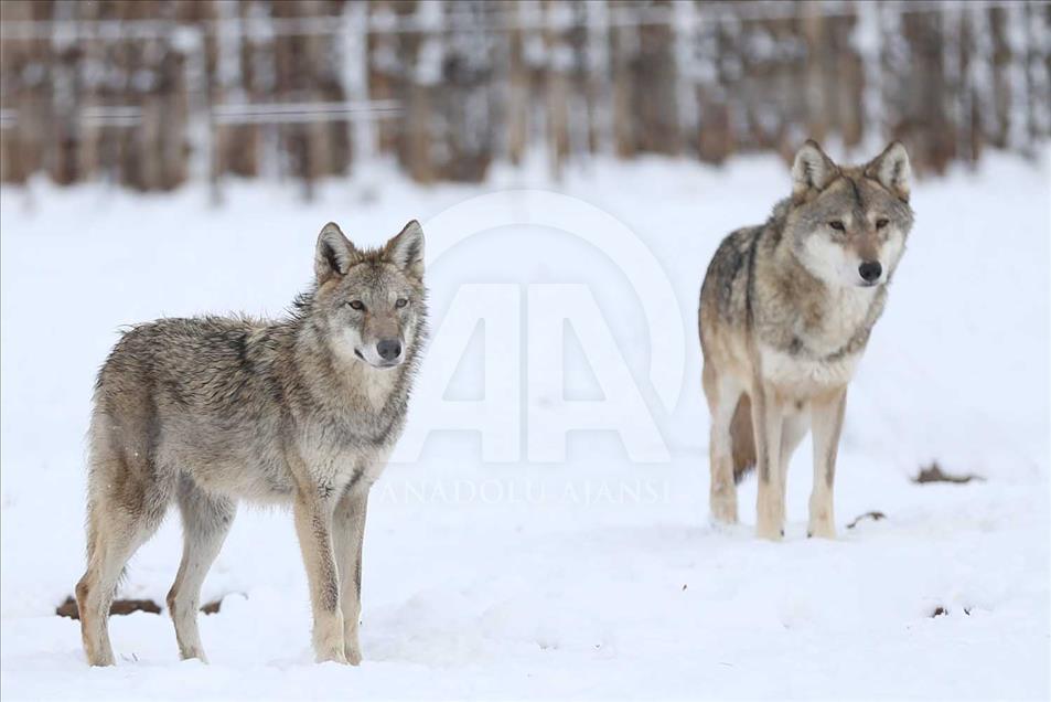 Animales de zoológico turco disfrutan de la temporada invernal