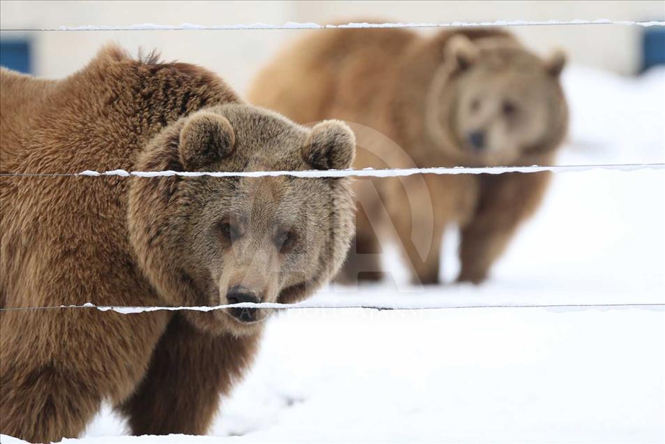 Animales de zoológico turco disfrutan de la temporada invernal