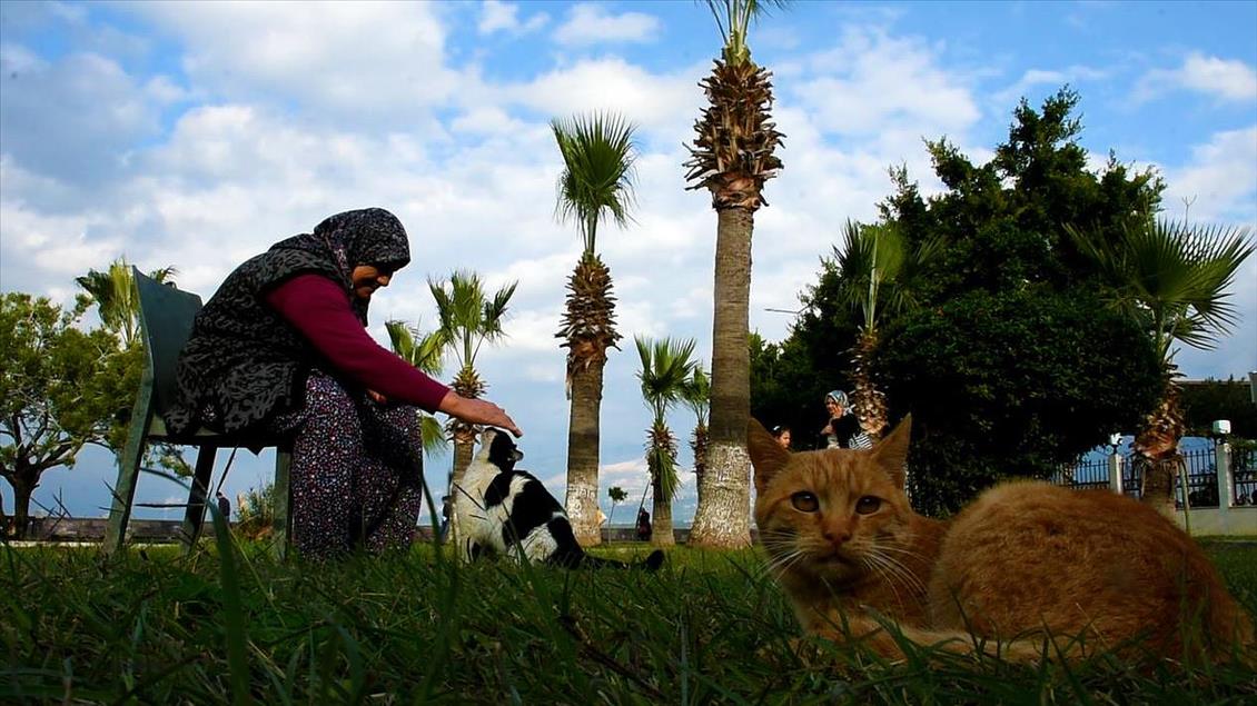 Sahipsiz kedilerin Fadime annesi