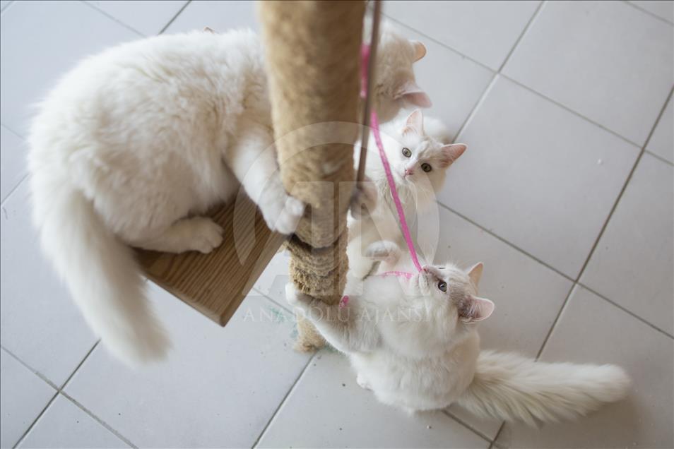 Gatos Angora en centro de conservación de Turquía