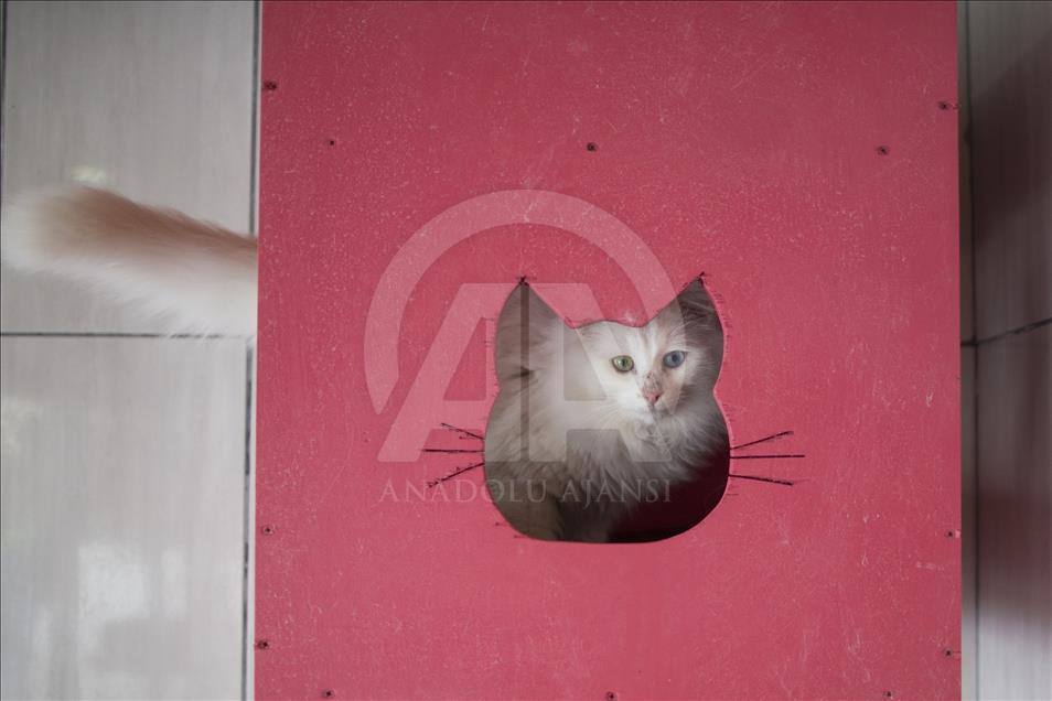Gatos Angora en centro de conservación de Turquía