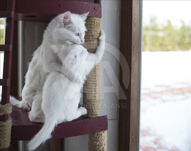 Gatos Angora en centro de conservación de Turquía