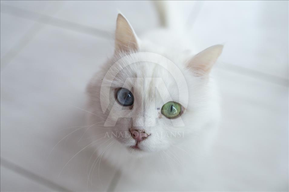 Gatos Angora en centro de conservación de Turquía
