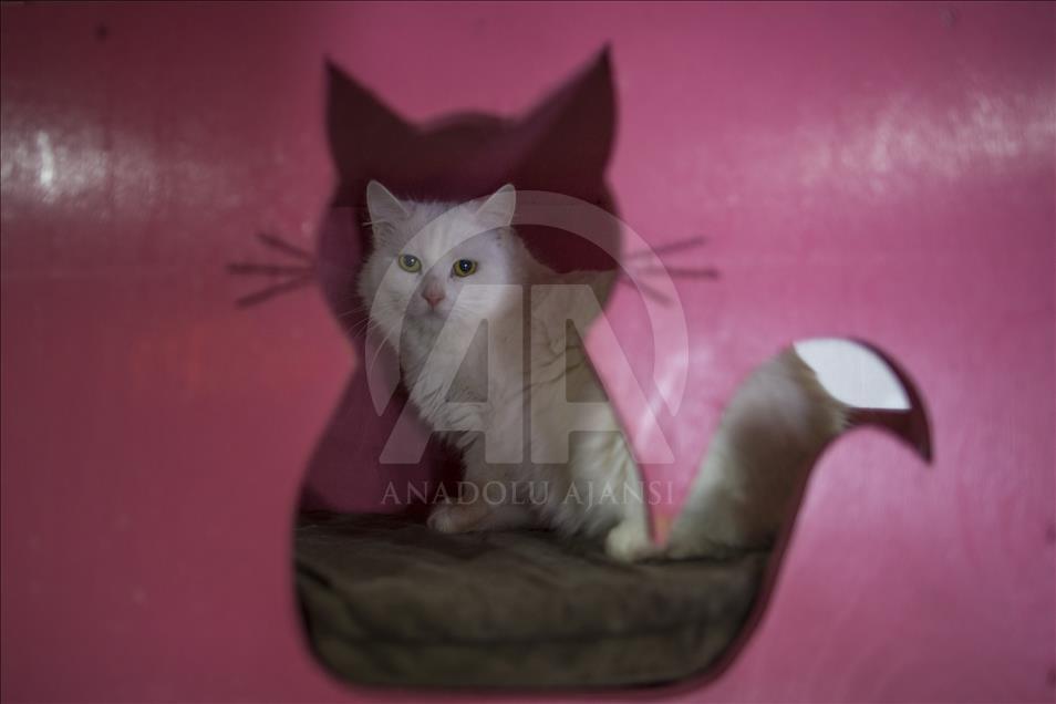 Gatos Angora en centro de conservación de Turquía