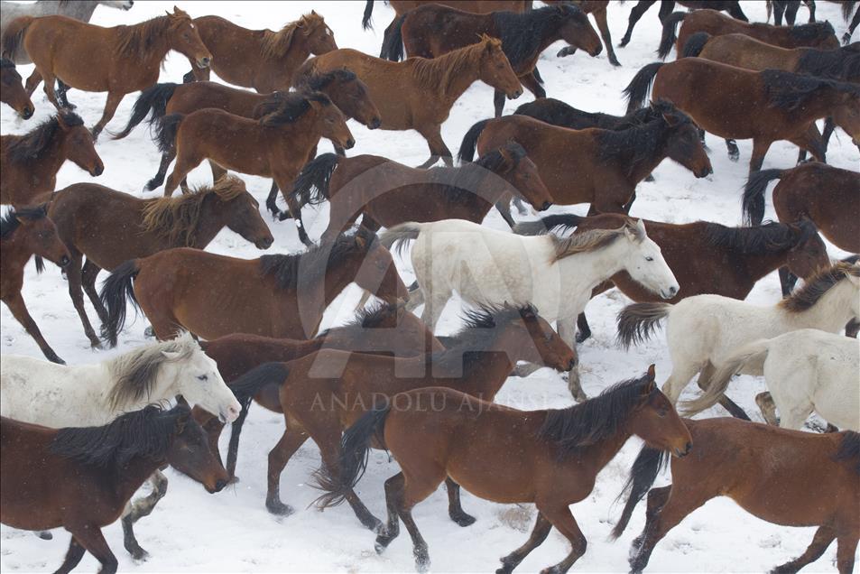 Divlji konji simbol slobode i ukras planine Erciyes