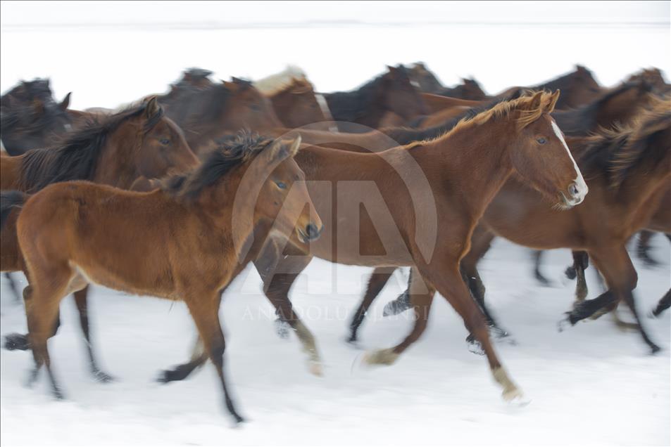 Divlji konji simbol slobode i ukras planine Erciyes