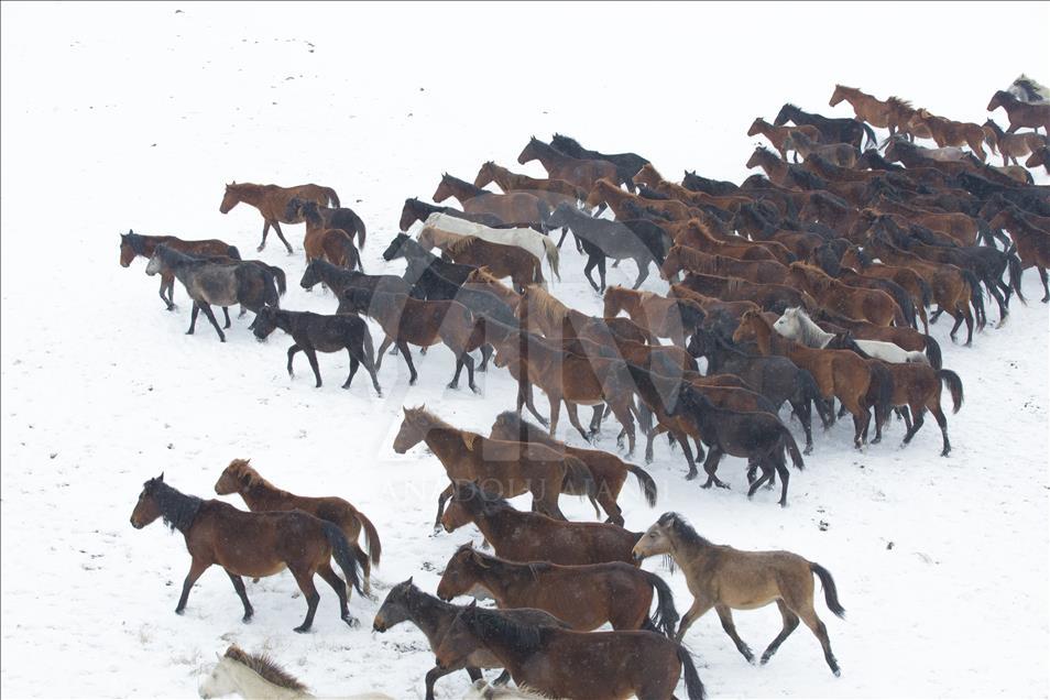 Divlji konji simbol slobode i ukras planine Erciyes