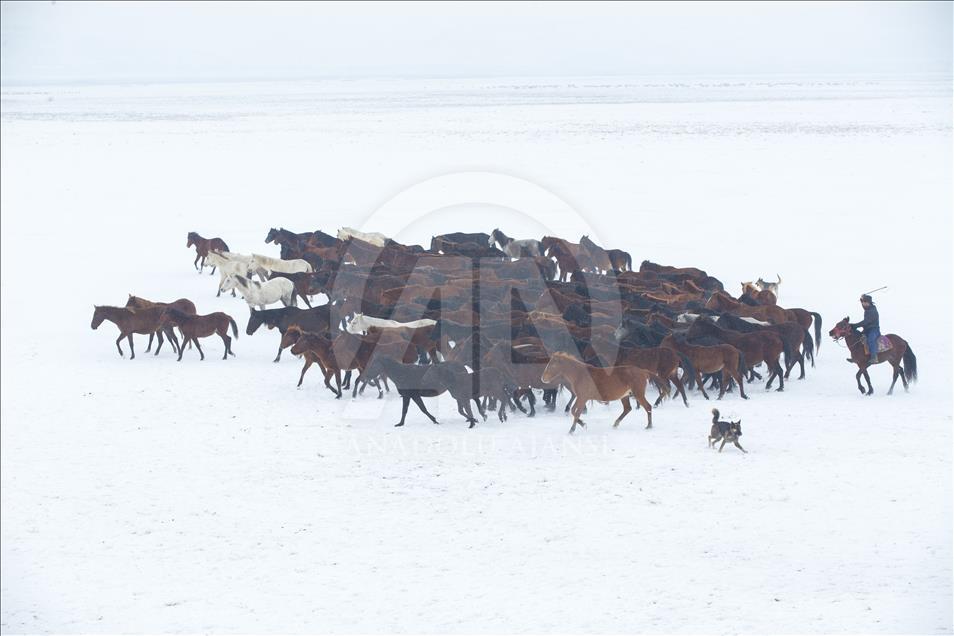 Divlji konji simbol slobode i ukras planine Erciyes