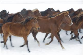Дивите коњи - симбол на слободата и украс на Ерџијес