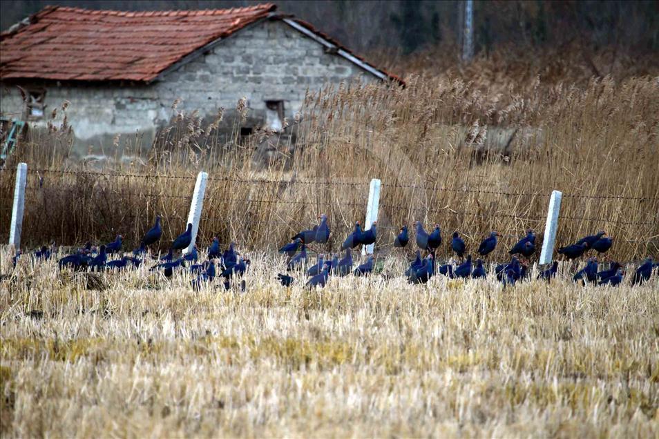 Göçmen kuşların kış durağı Kızılırmak Deltası 