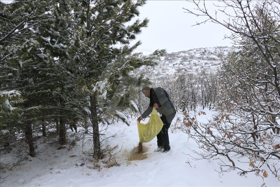 Humanost na djelu: Kaya 15. zimu hrani životinje u planinama u srcu Anadolije