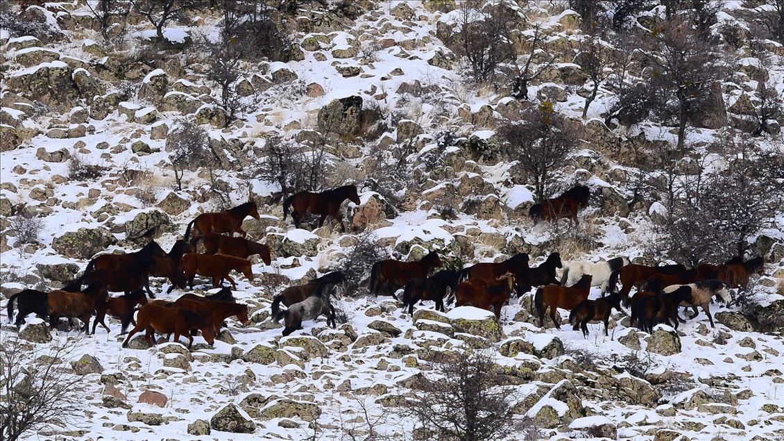 Wild horses on snow-covered Mount Murat of Turkey