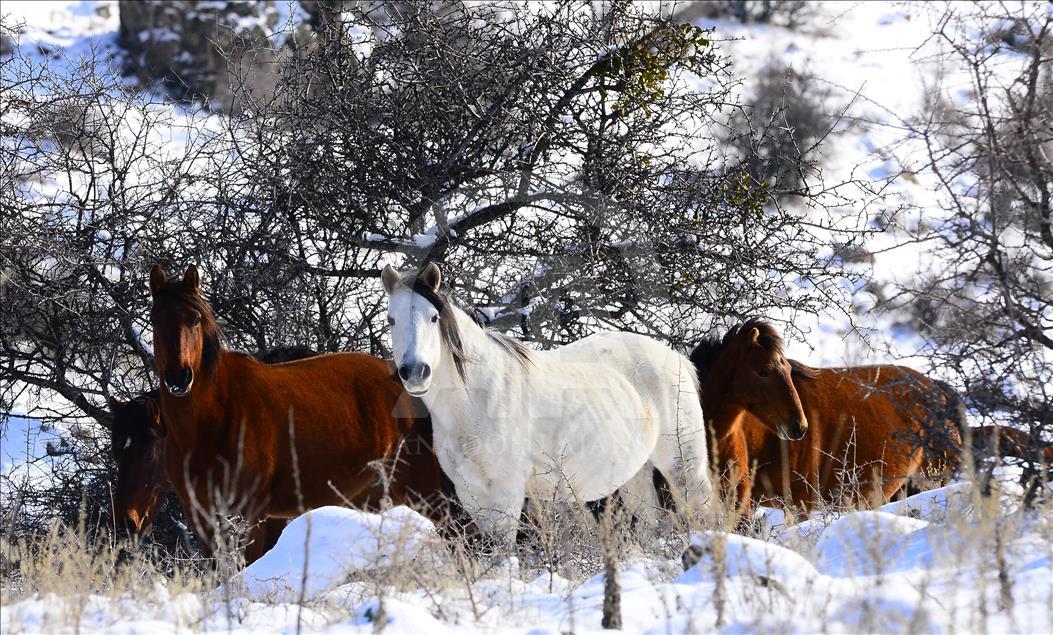 Wild horses on snow-covered Mount Murat of Turkey