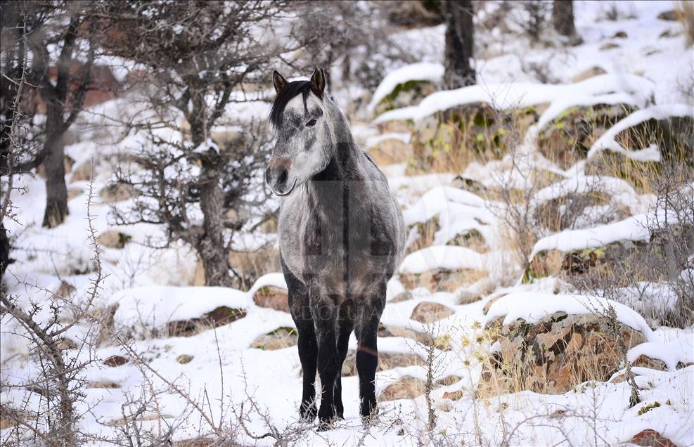 Wild horses on snow-covered Mount Murat of Turkey
