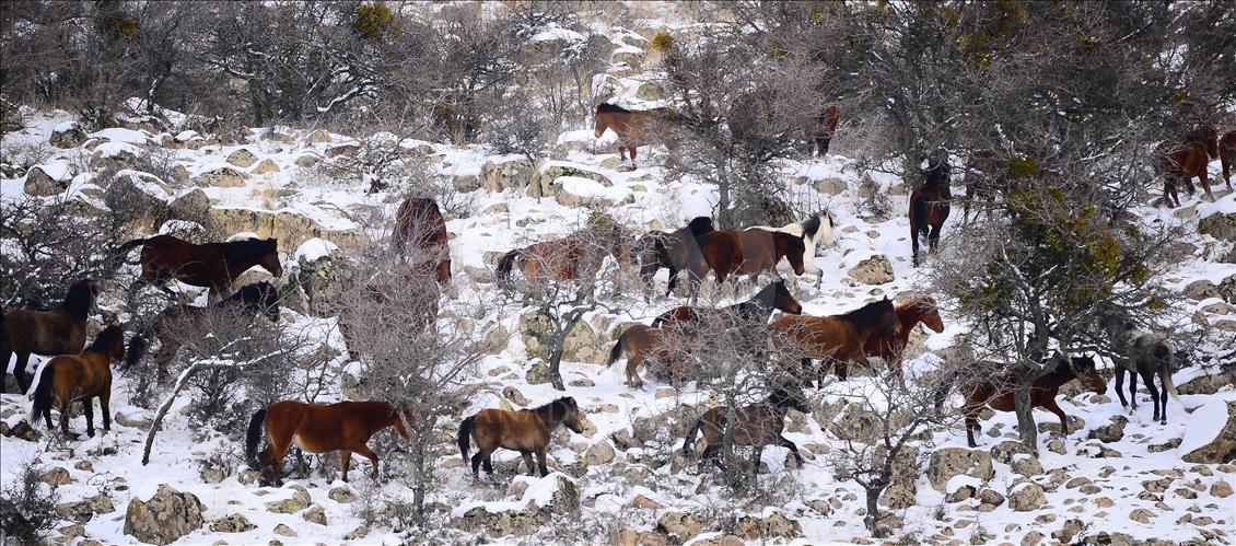 Wild horses on snow-covered Mount Murat of Turkey