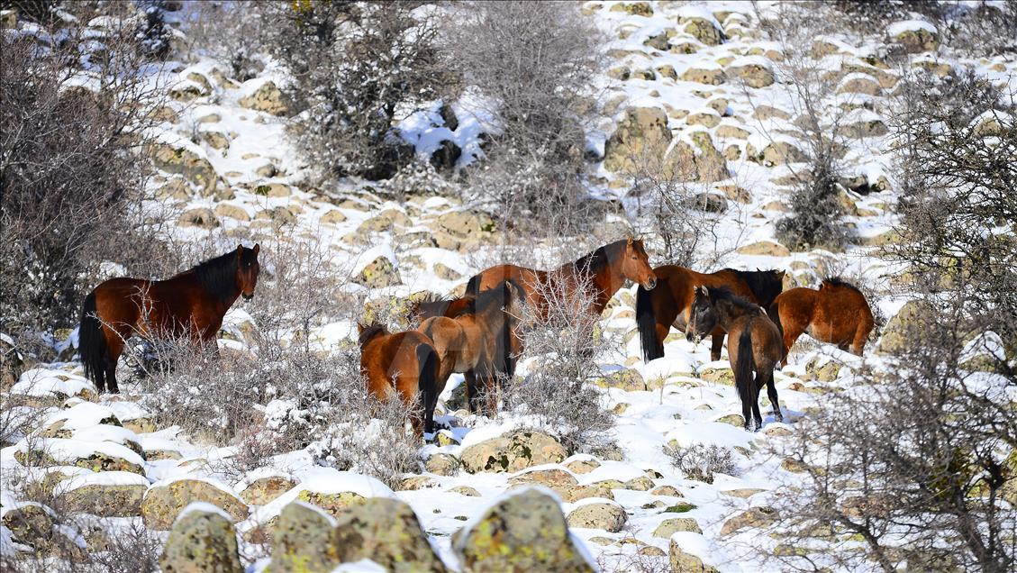 Wild horses on snow-covered Mount Murat of Turkey