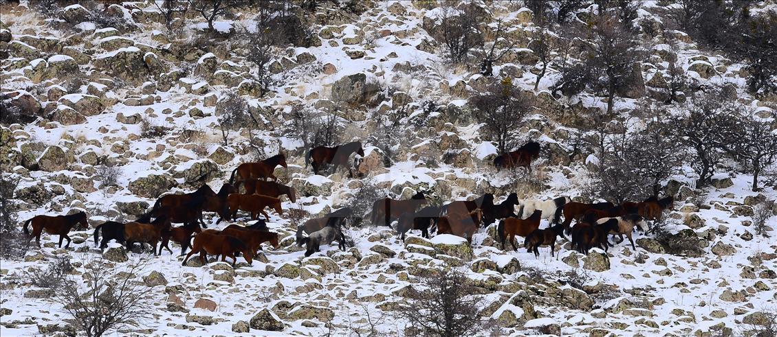 Wild horses on snow-covered Mount Murat of Turkey