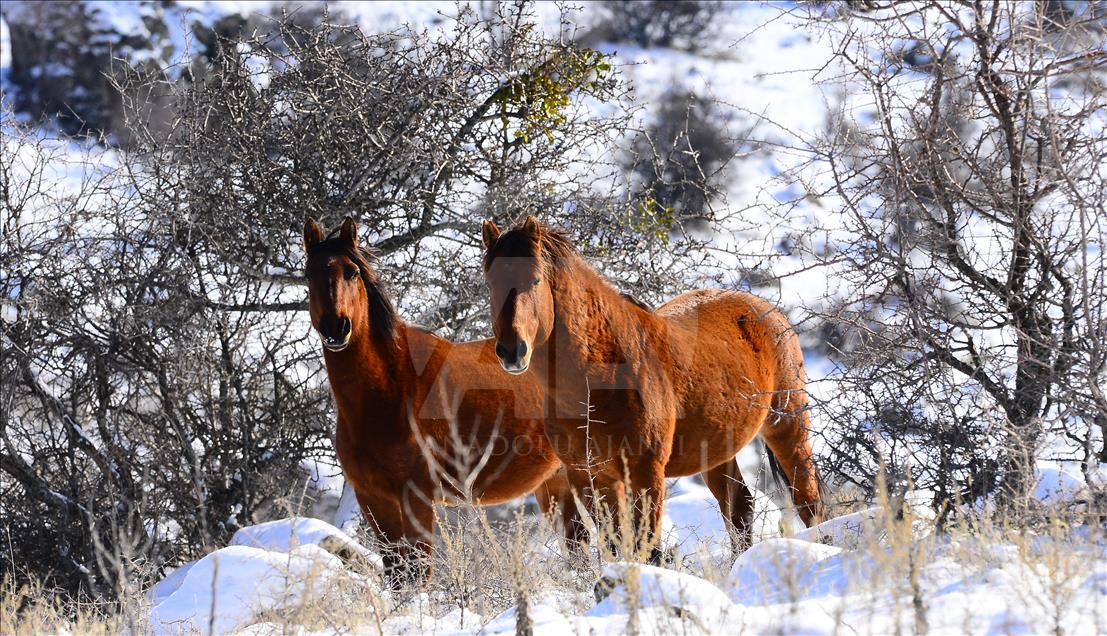 Wild horses on snow-covered Mount Murat of Turkey
