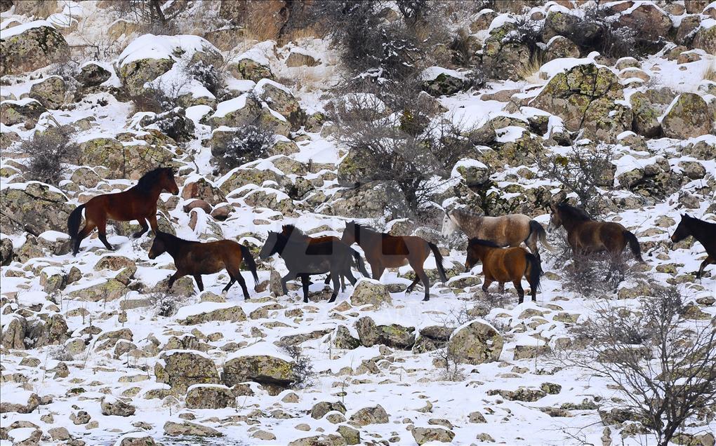 Wild horses on snow-covered Mount Murat of Turkey