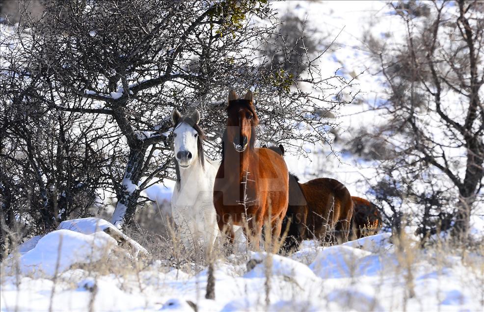 Wild horses on snow-covered Mount Murat of Turkey