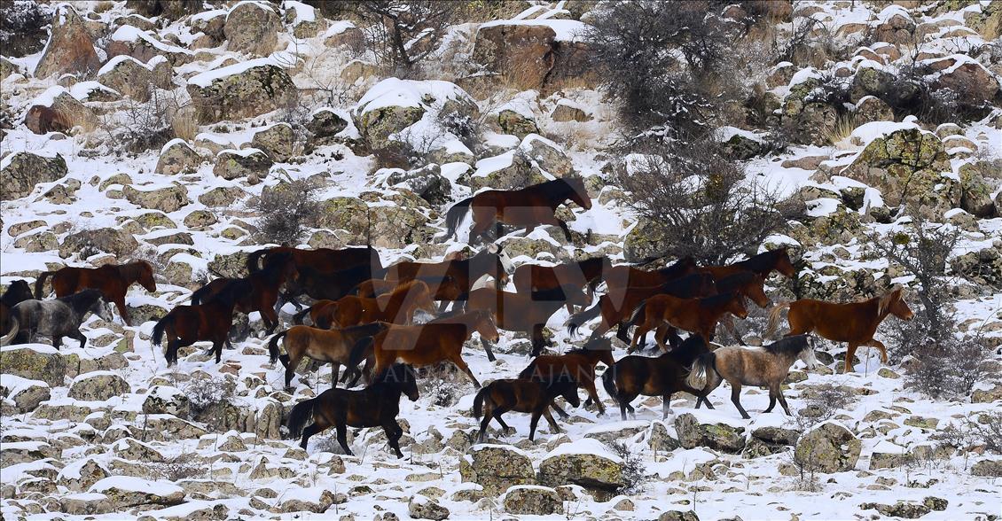 Wild horses on snow-covered Mount Murat of Turkey
