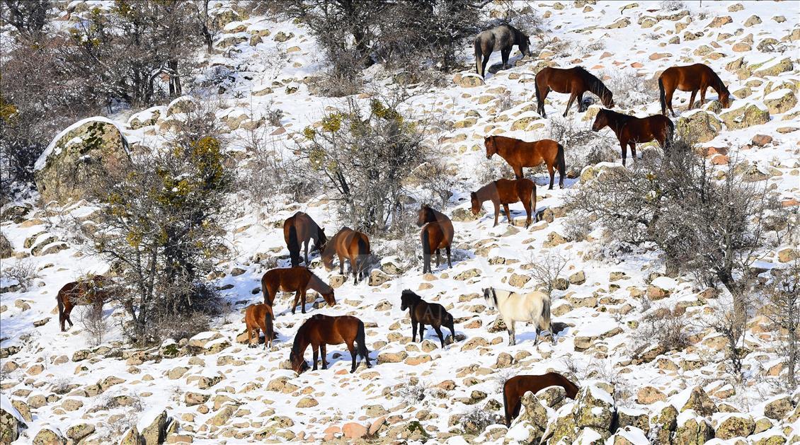 Wild horses on snow-covered Mount Murat of Turkey