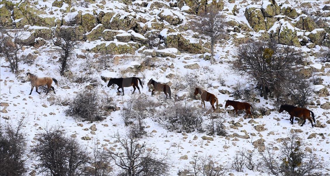 Wild horses on snow-covered Mount Murat of Turkey