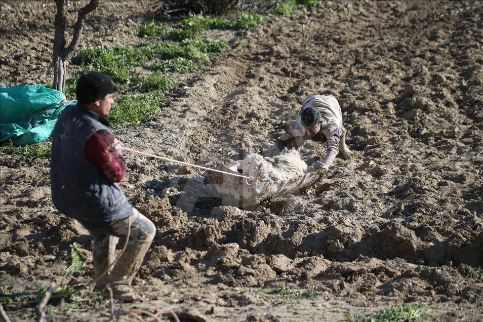 Sheep stuck in the mud rescued in Turkey