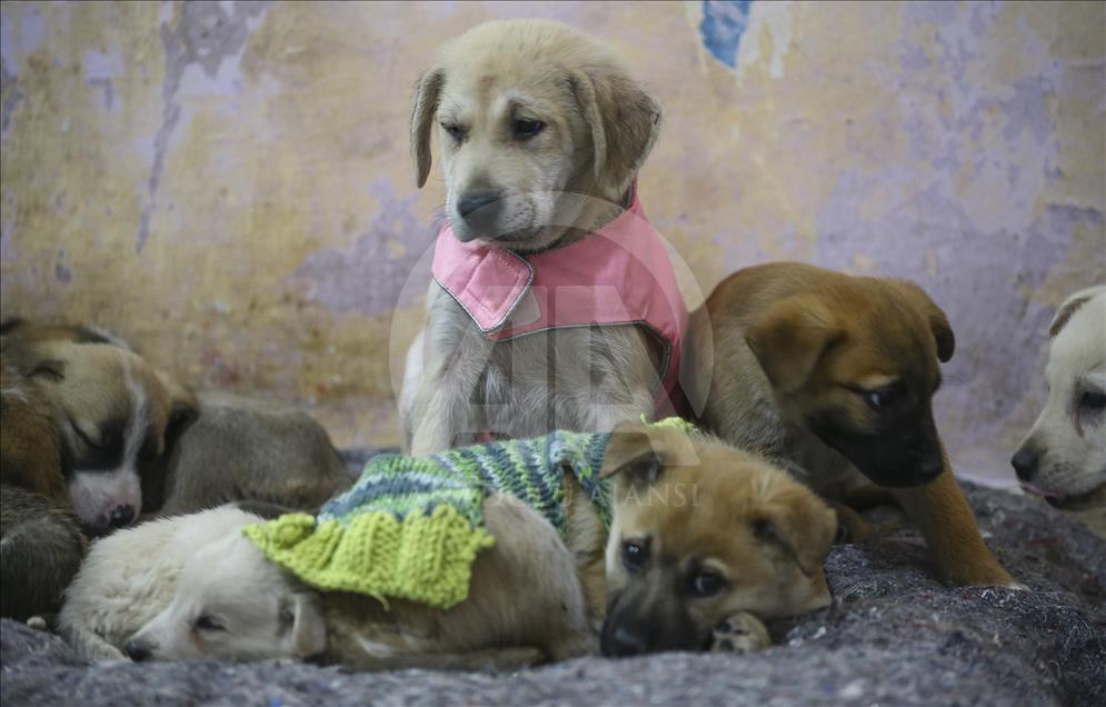 Ormanda bulduğu köpekler için "sıcak yuva" oluşturdu