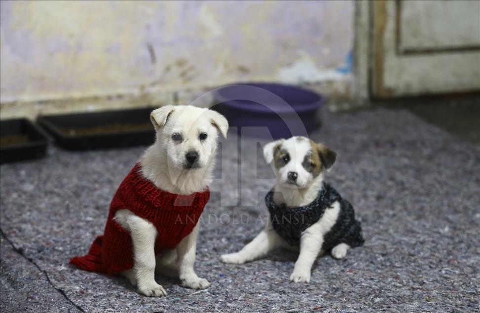 Ormanda bulduğu köpekler için "sıcak yuva" oluşturdu