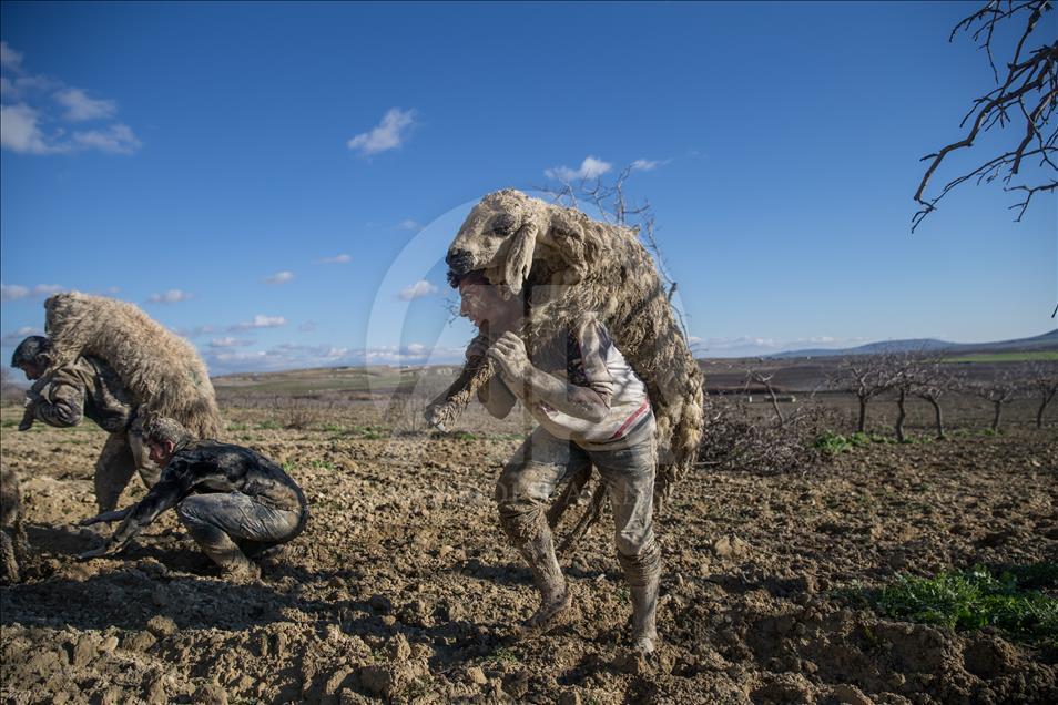 Sheep stuck in the mud rescued in Turkey