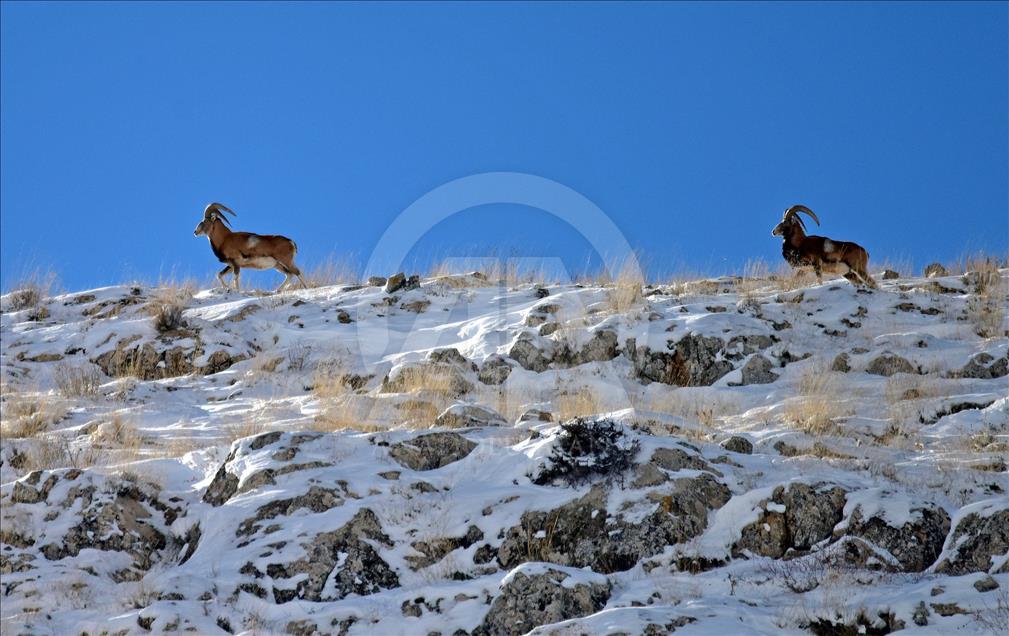 Wild sheep on mountain in Turkey's Konya