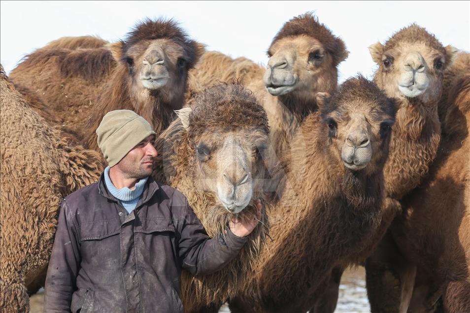 Ils élèvent leurs chameaux de combat dans les collines enneigées