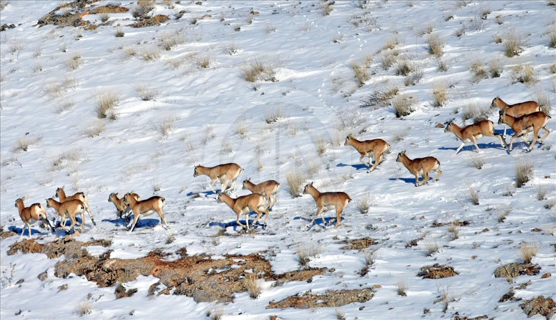 Wild sheep on mountain in Turkey's Konya