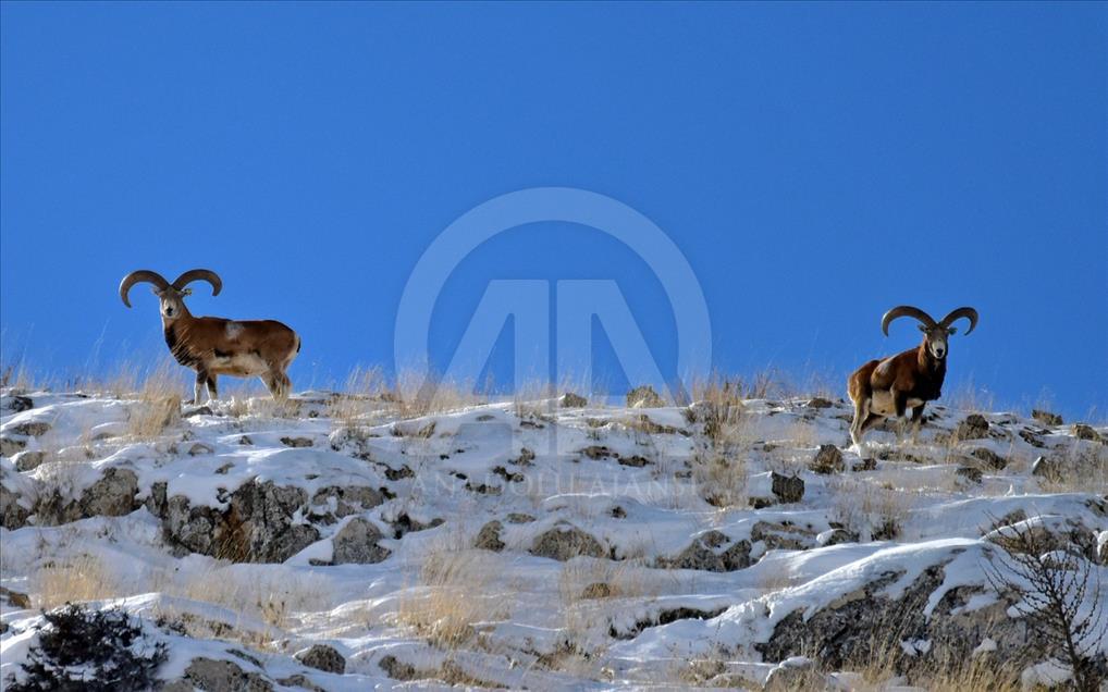 Wild sheep on mountain in Turkey's Konya