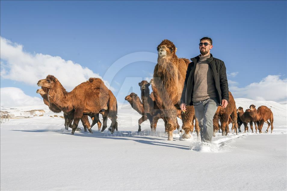 Ils élèvent leurs chameaux de combat dans les collines enneigées