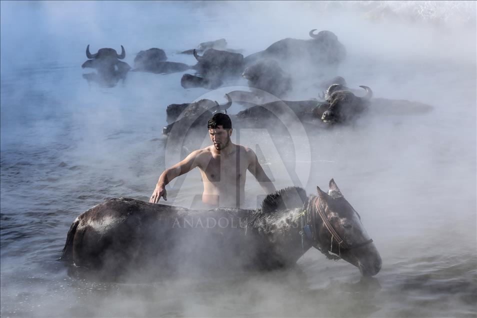 Turqi, tradita e larjes së kuajve dhe lopëve në ujëra termale