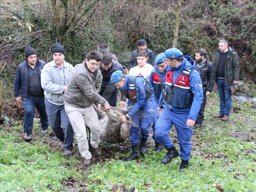 Wounded deer rescued in Turkey's Bolu