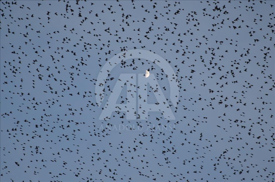 Starlings murmurate over Turkey's Sakarya